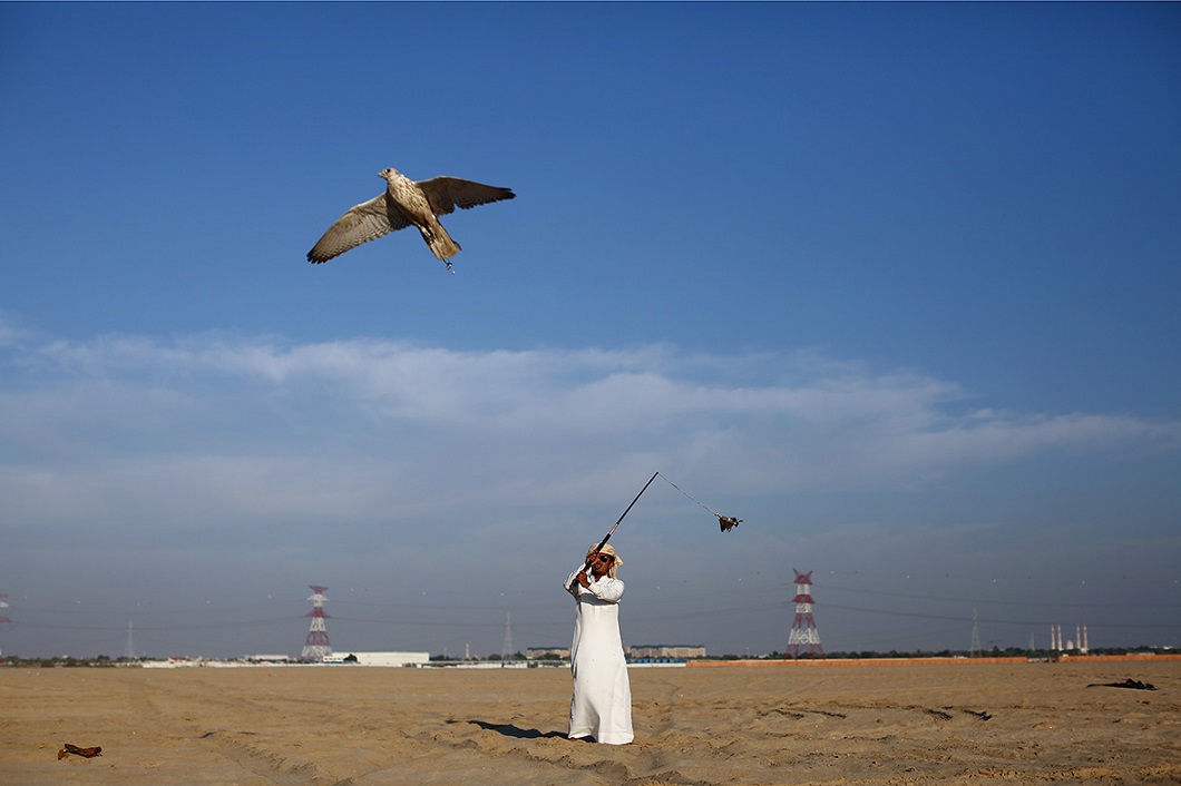 Фотография: Соколиная охота в Арабских Эмиратах №5 - BigPicture.ru