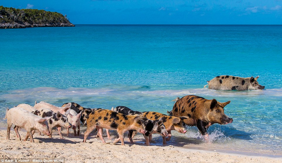 Фотография: Счастливая жизнь веселых хрюшек на Багамах №7 - BigPicture.ru