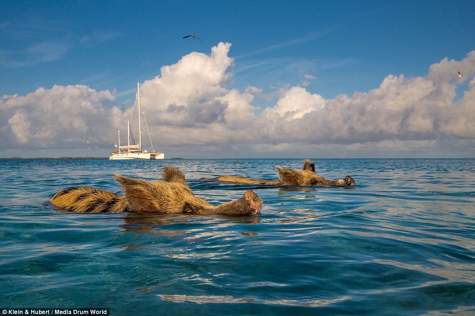 Фотография: Счастливая жизнь веселых хрюшек на Багамах №8 - BigPicture.ru