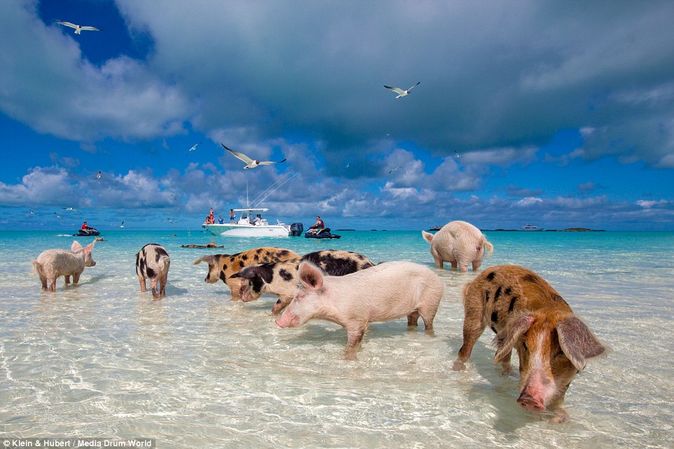 Фотография: Счастливая жизнь веселых хрюшек на Багамах №10 - BigPicture.ru