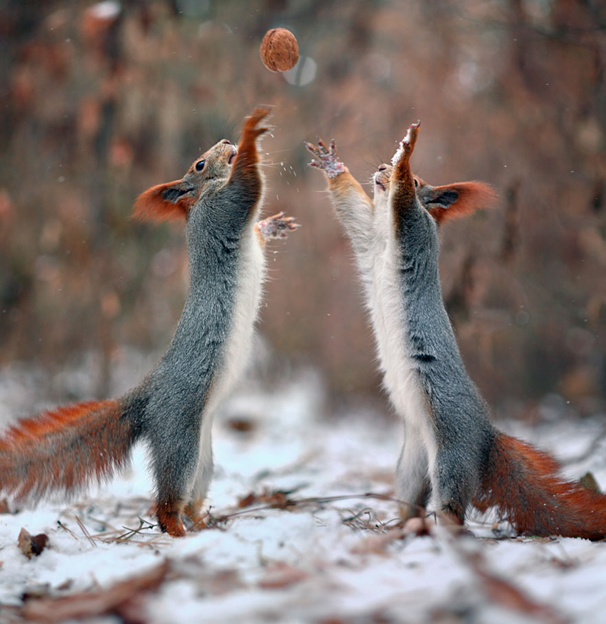 Милая фотосессия играющих белок от фотографа Вадима Трунова