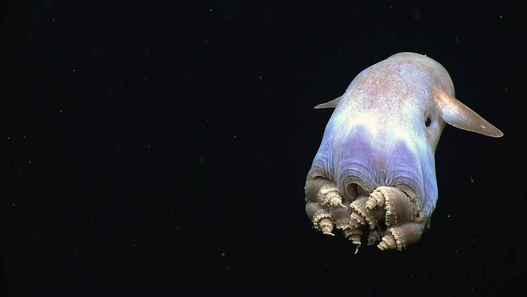 Фотография: Пришельцы из иных миров: рейтинг самых странных морских существ №14 - BigPicture.ru