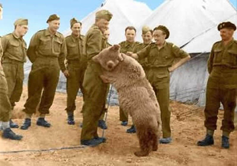 Фотография: Войтек: история боевого медведя №2 - BigPicture.ru