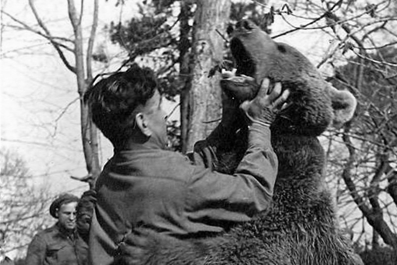 История боевого медведя по кличке Войтек