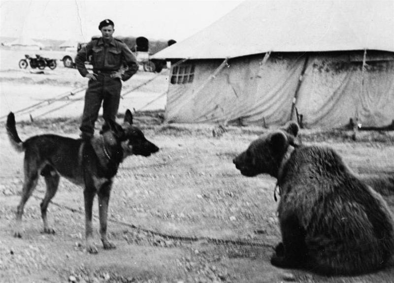 Фотография: Войтек: история боевого медведя №9 - BigPicture.ru