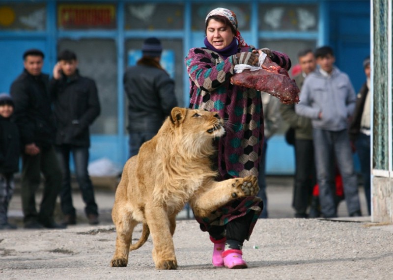 Фотография: 10 самых необычных домашних животных №7 - BigPicture.ru