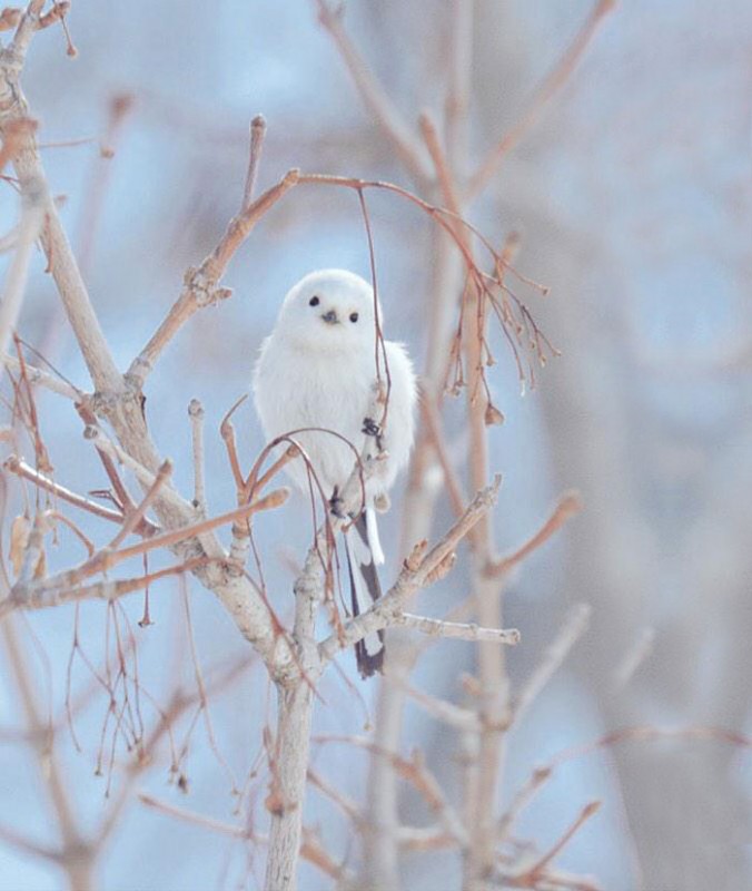 Шима энага фото