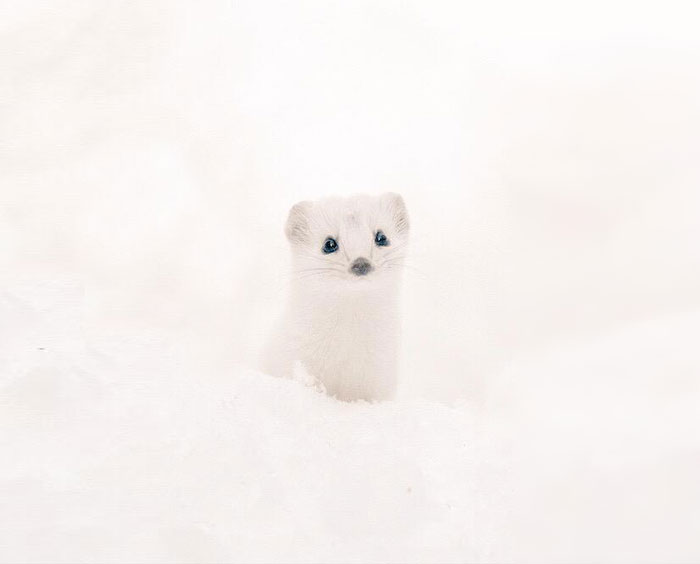 Фотография: 7 самых милых животных с острова Хоккайдо №21 - BigPicture.ru