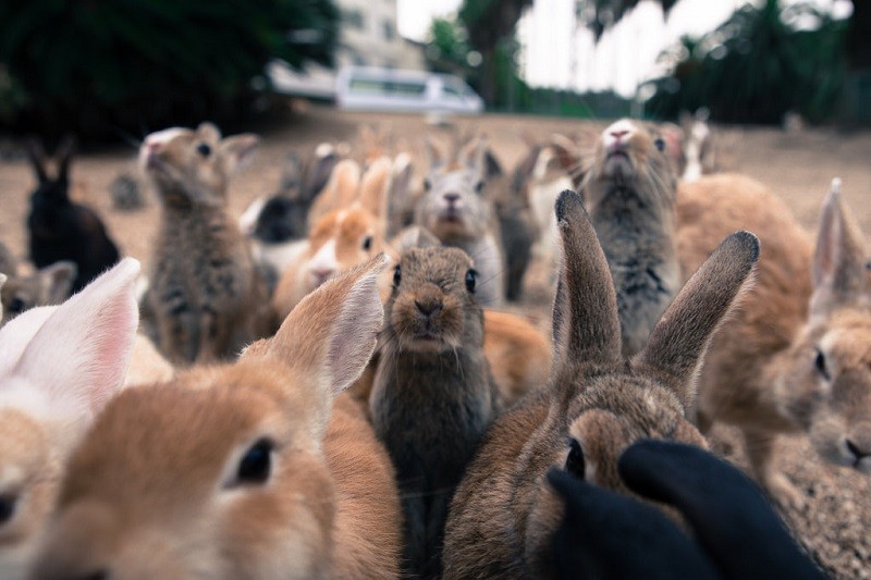 Фотография: Вот он, кроличий рай в Японии №10 - BigPicture.ru