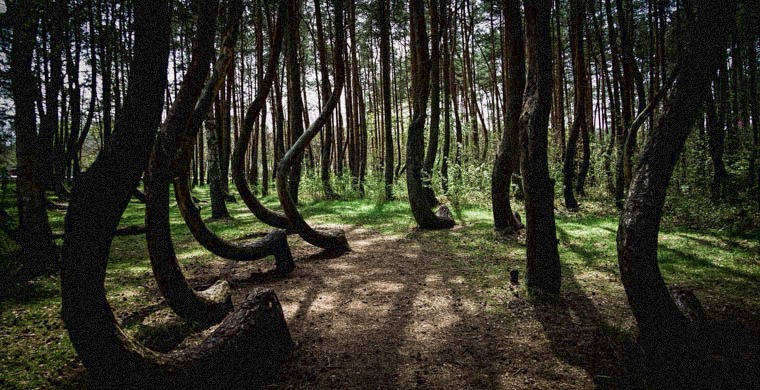 Фотография: 7 самых страшных лесов планеты №2 - BigPicture.ru