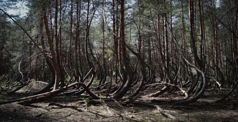 Фотография: 7 самых страшных лесов планеты №3 - BigPicture.ru