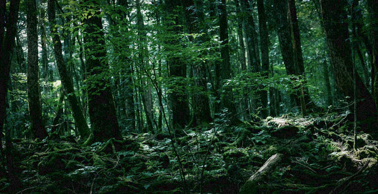 Фотография: 7 самых страшных лесов планеты №5 - BigPicture.ru