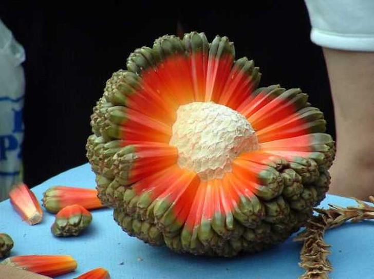 Фотография: 20 экзотических фруктов со всего света, о которых вы не слышали №18 - BigPicture.ru