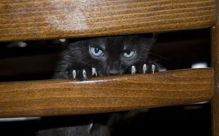 Фотография: 25 коварных кошек, задумавших тайно убить своих хозяев №3 - BigPicture.ru