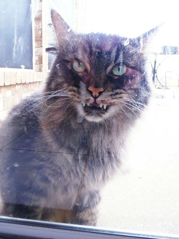 Фотография: 25 коварных кошек, задумавших тайно убить своих хозяев №4 - BigPicture.ru