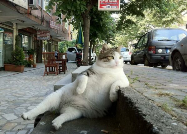 День кота на Бигпикче