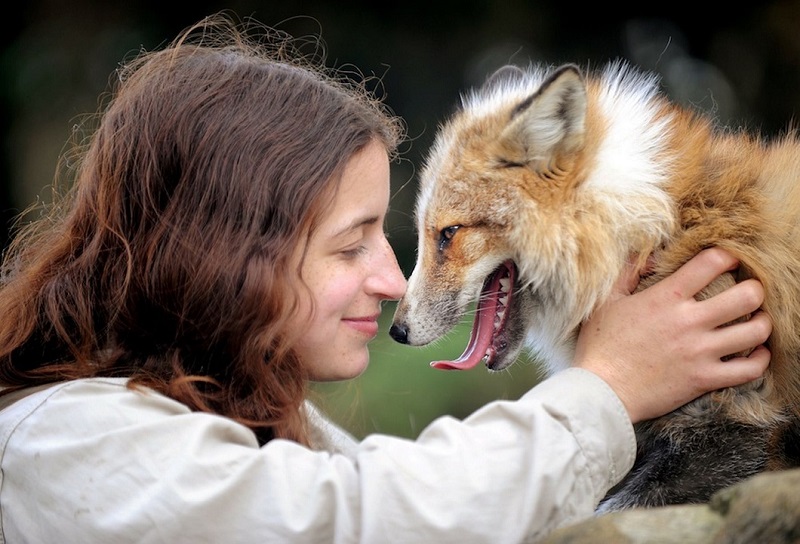 Фотография: Знакомьтесь с лисой, которая думает, что она собака №1 - BigPicture.ru