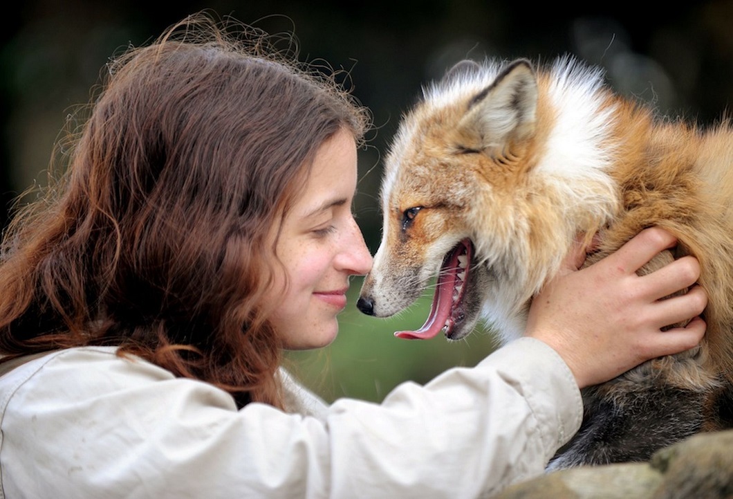Фотография: Знакомьтесь с лисой, которая думает, что она собака №3 - BigPicture.ru