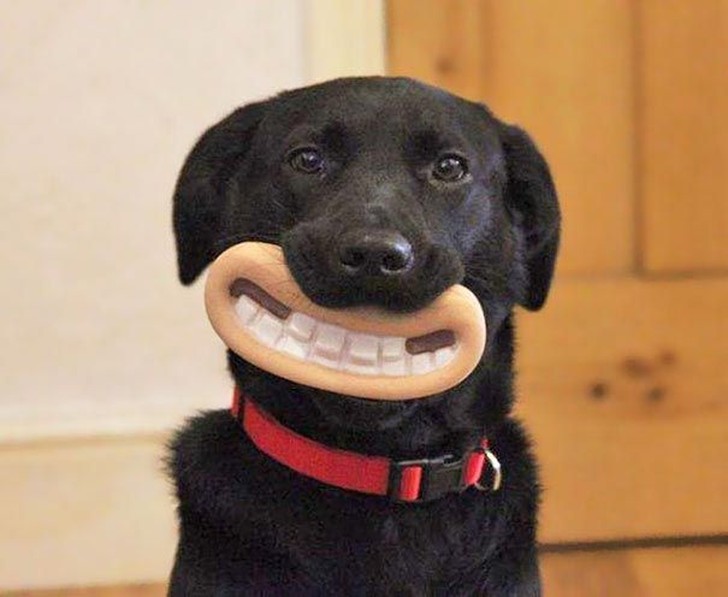 Фотография: 20 собак, которые не подозревают о том, насколько глупо выглядят со своими игрушками №1 - BigPicture.ru
