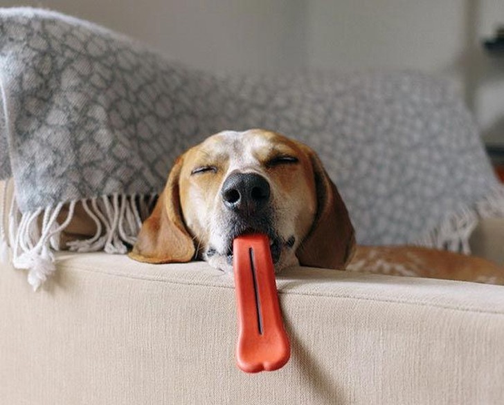 Фотография: 20 собак, которые не подозревают о том, насколько глупо выглядят со своими игрушками №5 - BigPicture.ru