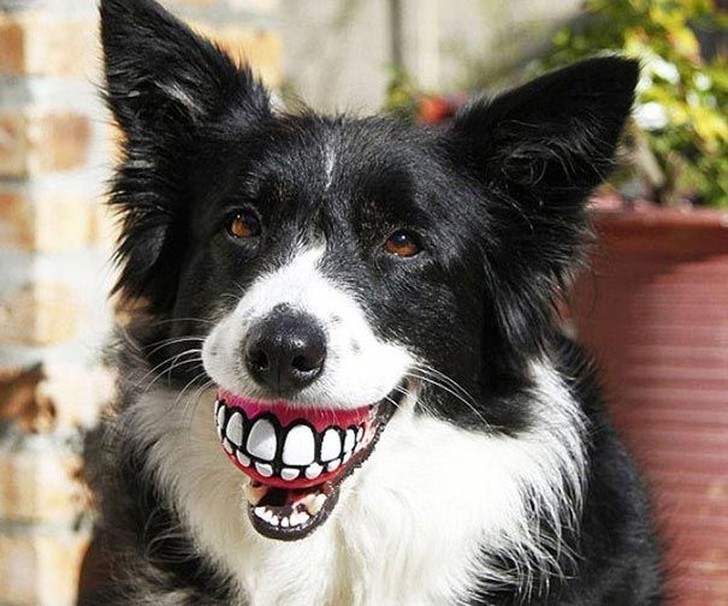 Фотография: 20 собак, которые не подозревают о том, насколько глупо выглядят со своими игрушками №7 - BigPicture.ru