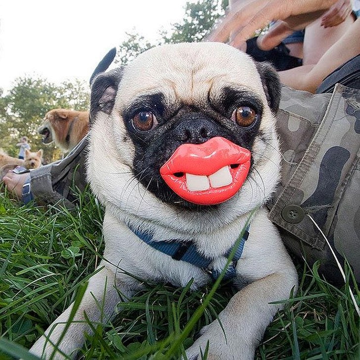 Фотография: 20 собак, которые не подозревают о том, насколько глупо выглядят со своими игрушками №11 - BigPicture.ru