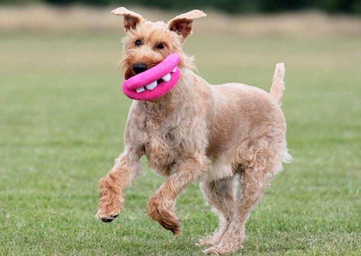 Фотография: 20 собак, которые не подозревают о том, насколько глупо выглядят со своими игрушками №14 - BigPicture.ru