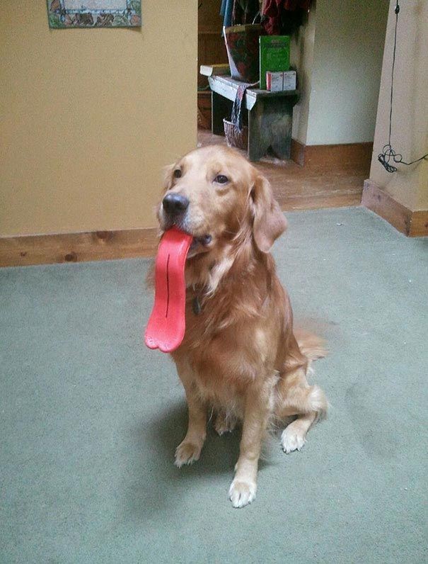 Фотография: 20 собак, которые не подозревают о том, насколько глупо выглядят со своими игрушками №15 - BigPicture.ru