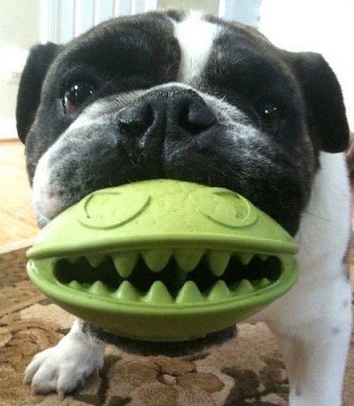 Фотография: 20 собак, которые не подозревают о том, насколько глупо выглядят со своими игрушками №18 - BigPicture.ru