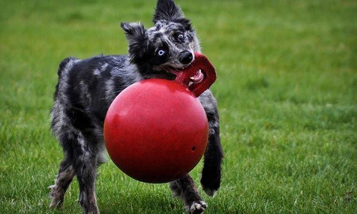 Фотография: 20 собак, которые не подозревают о том, насколько глупо выглядят со своими игрушками №19 - BigPicture.ru