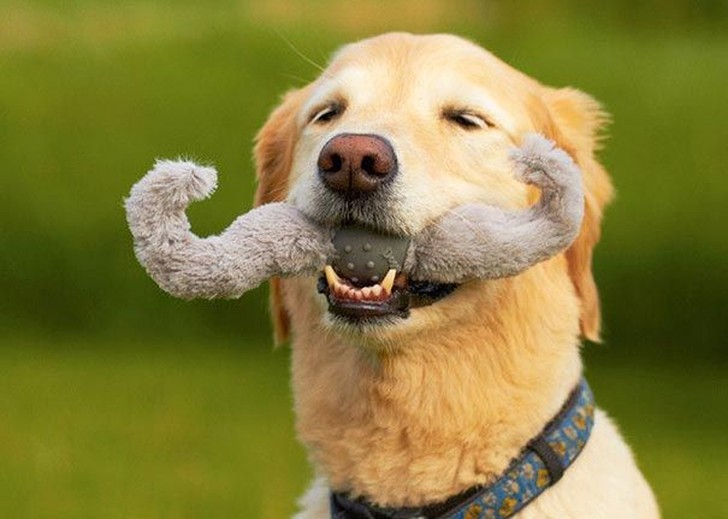 Фотография: 20 собак, которые не подозревают о том, насколько глупо выглядят со своими игрушками №20 - BigPicture.ru