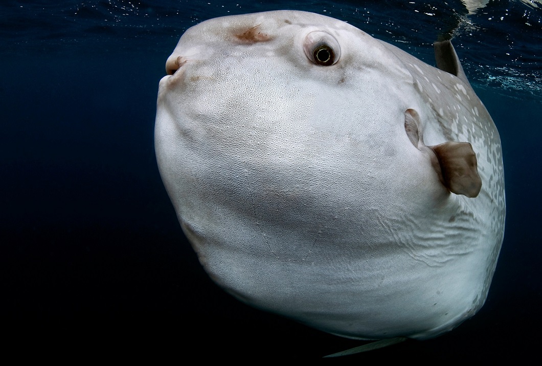 Фотография: Луна-рыба и другие лучшие фото животных со всего мира за неделю №2 - BigPicture.ru