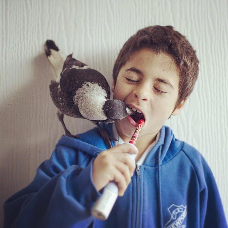 Фотография: Пингвин — умная домашняя сорока, которая любит поваляться в постели и помогает детям чистить зубы №2 - BigPicture.ru
