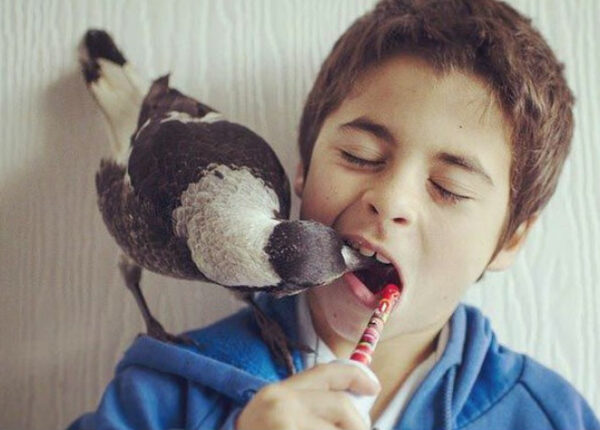 Пингвин — умная домашняя сорока, которая любит поваляться в постели и помогает детям чистить зубы