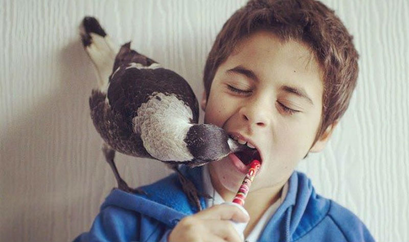 Фотография: Пингвин — умная домашняя сорока, которая любит поваляться в постели и помогает детям чистить зубы №1 - BigPicture.ru