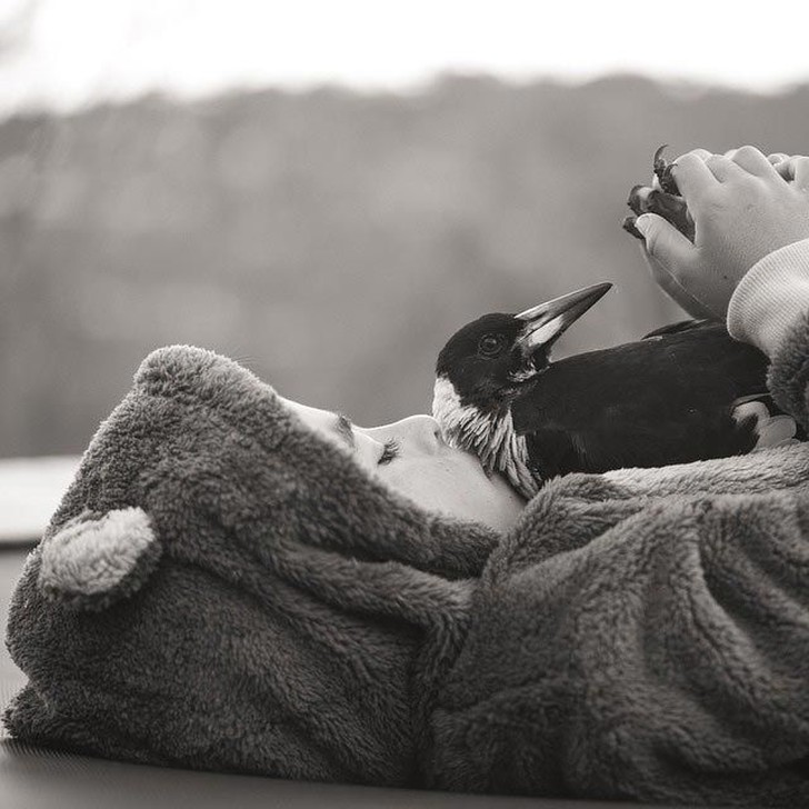 Фотография: Пингвин — умная домашняя сорока, которая любит поваляться в постели и помогает детям чистить зубы №11 - BigPicture.ru