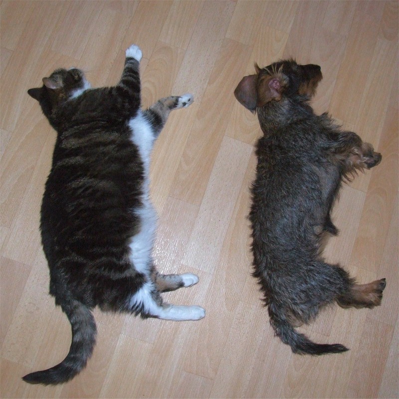 Фотография: Коты, познавшие науку сна №8 - BigPicture.ru