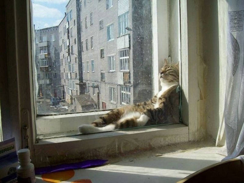 Фотография: Коты, познавшие науку сна №14 - BigPicture.ru