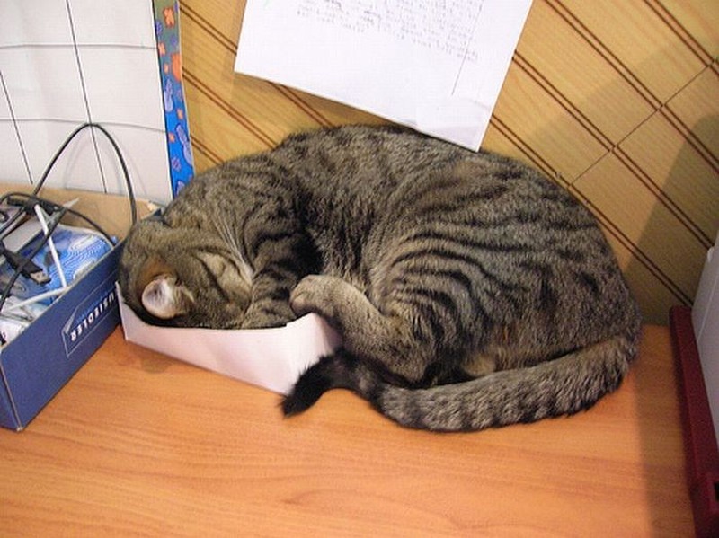 Фотография: Коты, познавшие науку сна №17 - BigPicture.ru