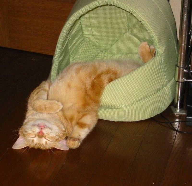 Фотография: Коты, познавшие науку сна №18 - BigPicture.ru