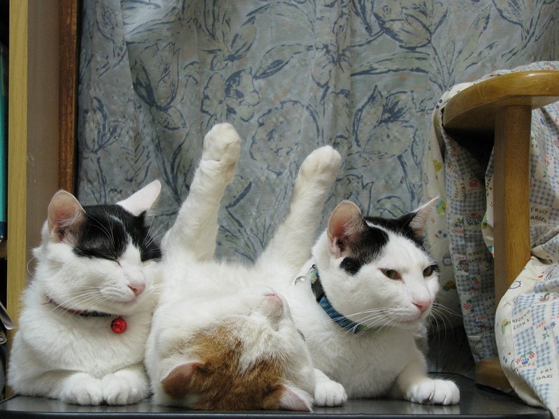 Фотография: Коты, познавшие науку сна №19 - BigPicture.ru