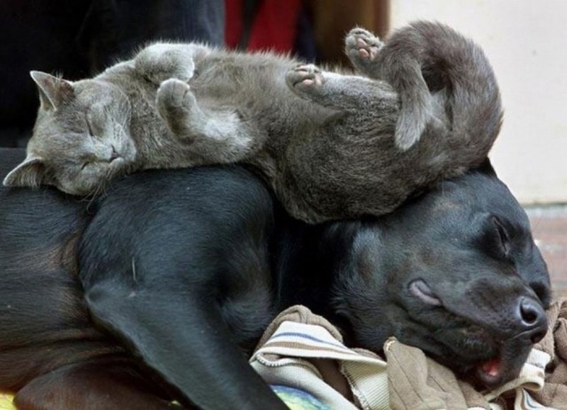 Фотография: Коты, познавшие науку сна №21 - BigPicture.ru