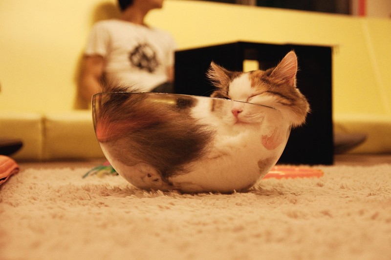 Фотография: Коты, познавшие науку сна №26 - BigPicture.ru