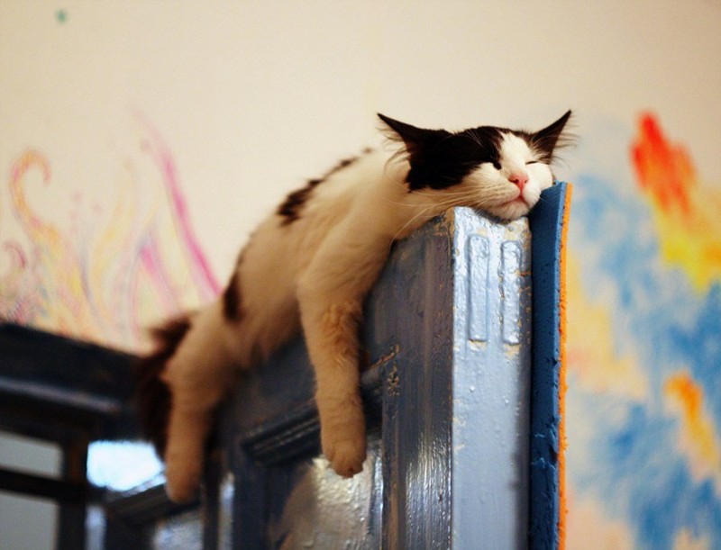 Фотография: Коты, познавшие науку сна №27 - BigPicture.ru