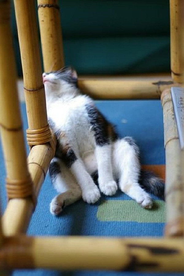 Фотография: Коты, познавшие науку сна №28 - BigPicture.ru