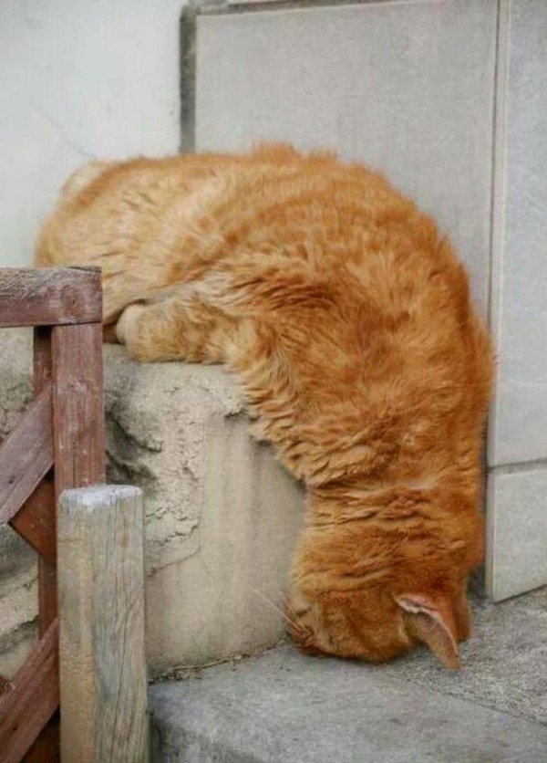 Фотография: Коты, познавшие науку сна №31 - BigPicture.ru