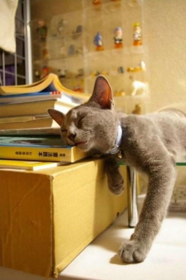 Фотография: Коты, познавшие науку сна №33 - BigPicture.ru