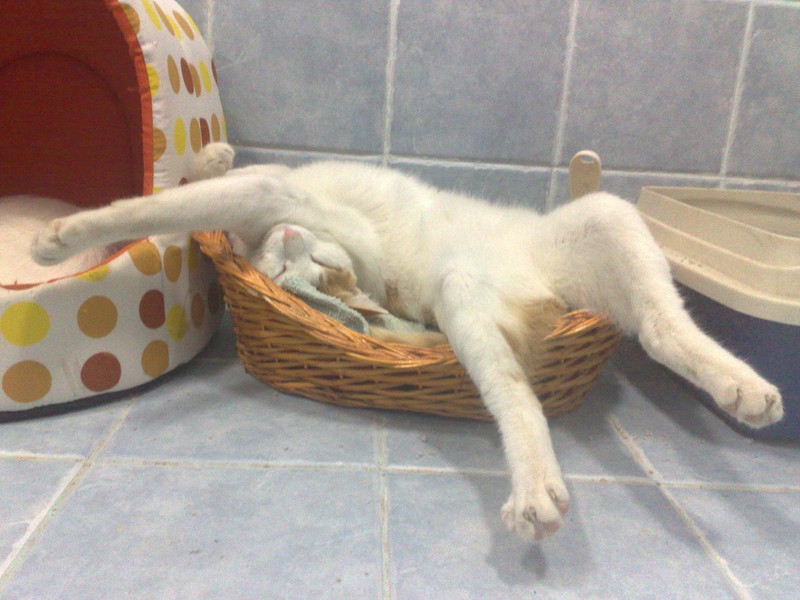 Фотография: Коты, познавшие науку сна №35 - BigPicture.ru