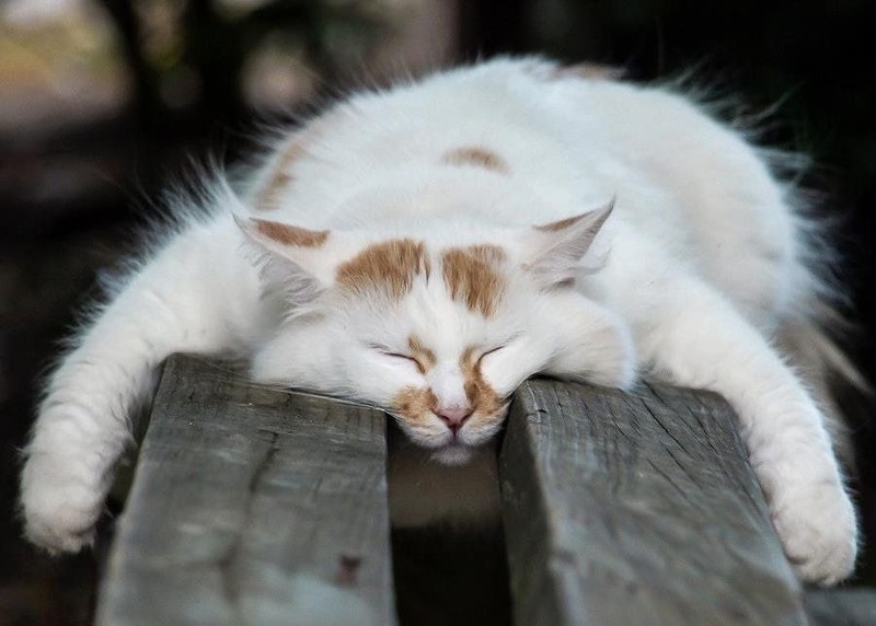 Фотография: Коты, познавшие науку сна №36 - BigPicture.ru