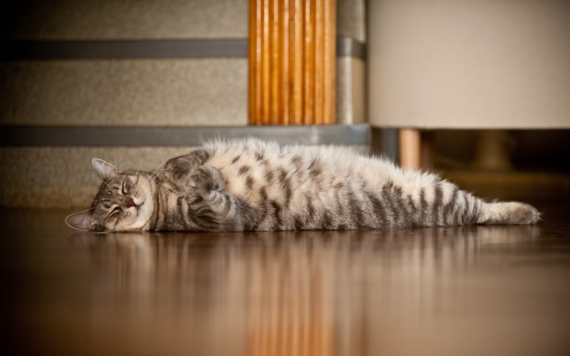 Фотография: Коты, познавшие науку сна №37 - BigPicture.ru